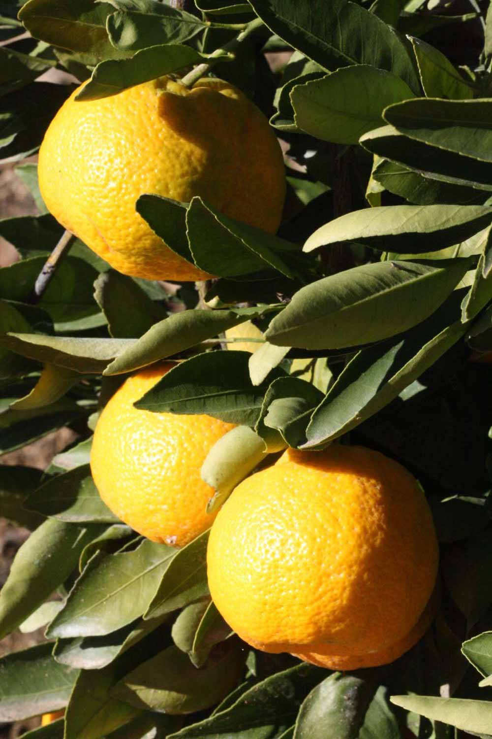            Fruit (Riverside, CA)   